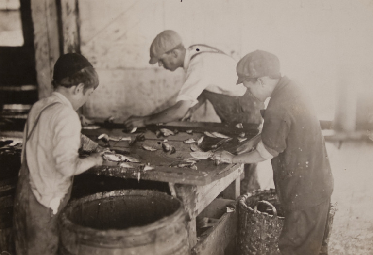 Boys working in Sardine Cannery, Eastport, Maine